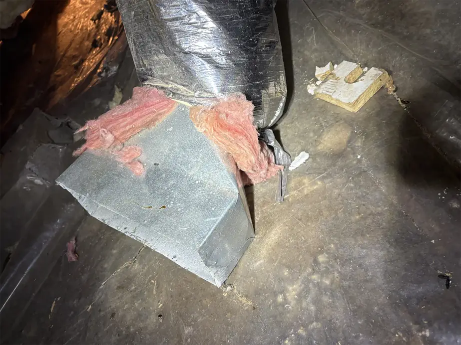 All About Mold: What You Need to Know to Protect Your Home